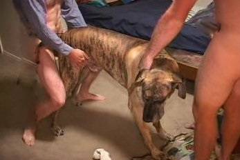 Зоо групповуха геи зоофилы трахаются с кобелем